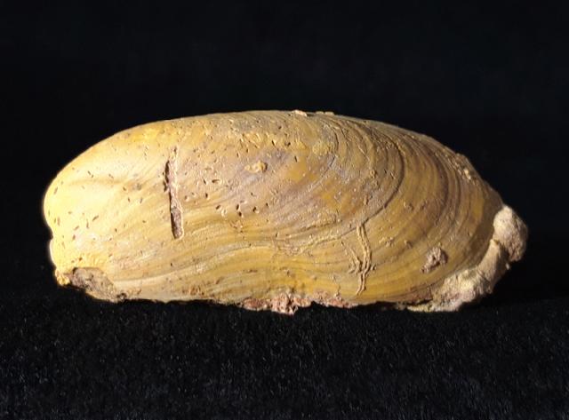 Modiolus bipartitus SOWERBY 1818 - Bild © FossNet FossilienStore